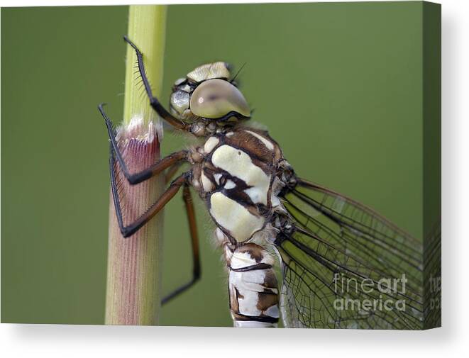 Undyed Canvas Print featuring the photograph Head Of The Dragonfly by Michal Boubin