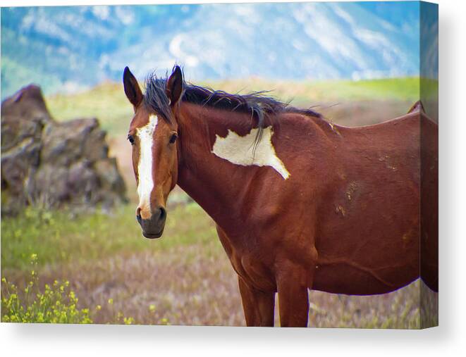 Horses Canvas Print featuring the photograph Head shot of a wild Paint Horse by Waterdancer