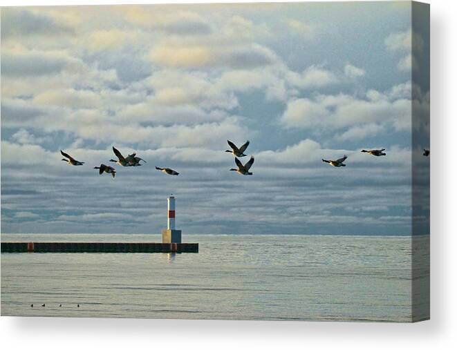 Canadian Geese Canvas Print featuring the photograph Heading South 898 by Michael Peychich