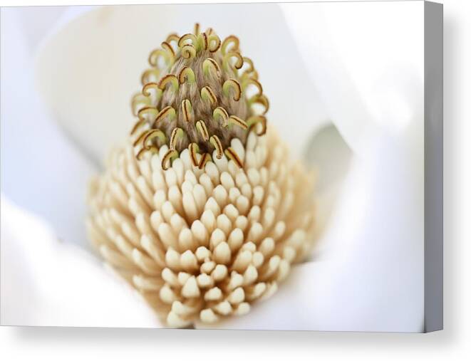 Flowers Canvas Print featuring the photograph Heart of the Magnolia by Joetta West