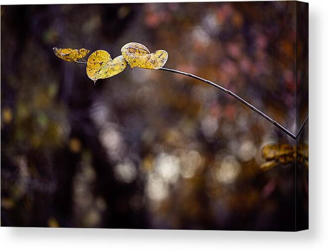 Autumn Canvas Print featuring the photograph Hearts on a branch by Toni Hopper