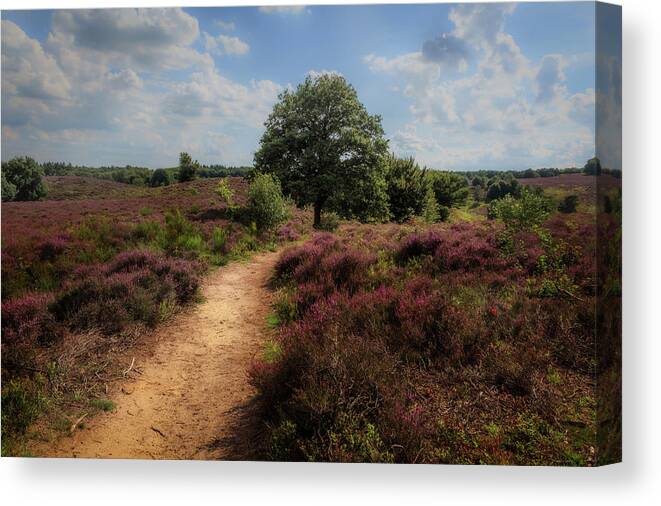 Beautiful Canvas Print featuring the photograph Heath landscape with purple heather flowers by Tim Abeln