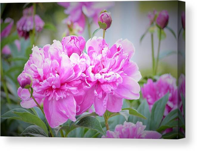 Pink Canvas Print featuring the photograph Heathwood Summer Peonies by Lena Hatch