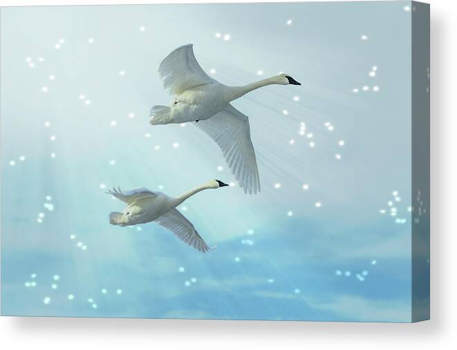Swans Canvas Print featuring the photograph Heavenly Swan Flight by Patti Deters