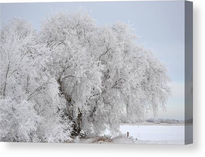 Frost Canvas Print featuring the photograph Heavy Frosted Trees by Nicole Frederick