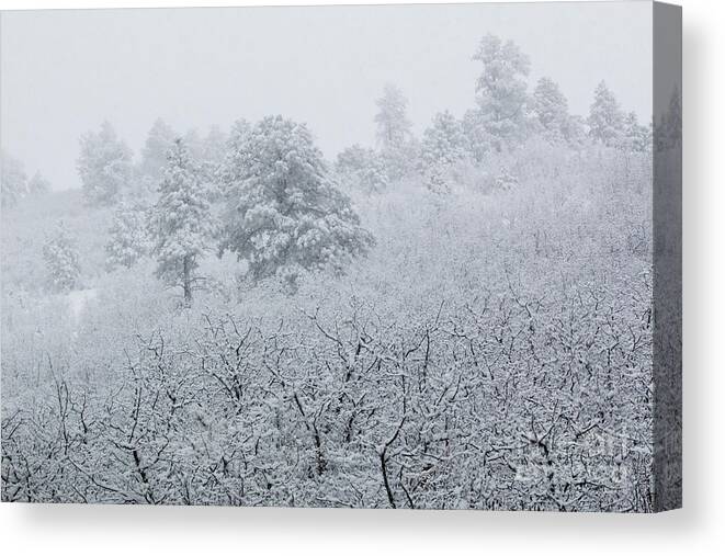 Blizzard Canvas Print featuring the photograph Heavy Snow in the Pike National Forest of Colorado by Steven Krull