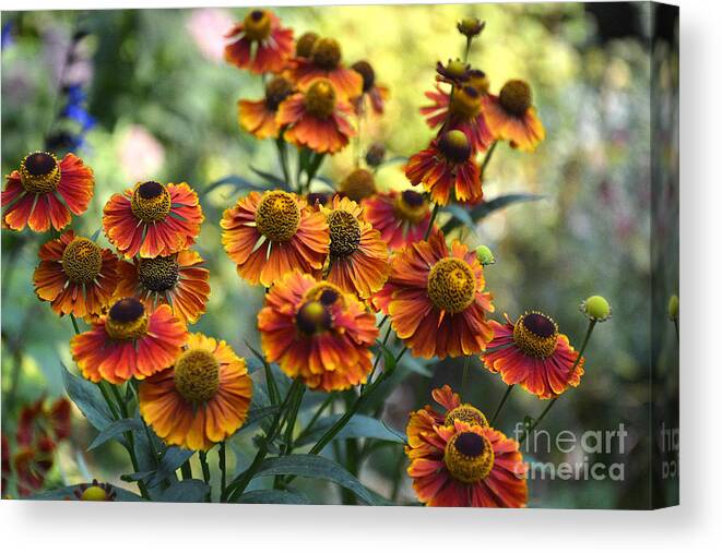 Helenium Canvas Print featuring the photograph Hellenium Explosion by Tatyana Searcy