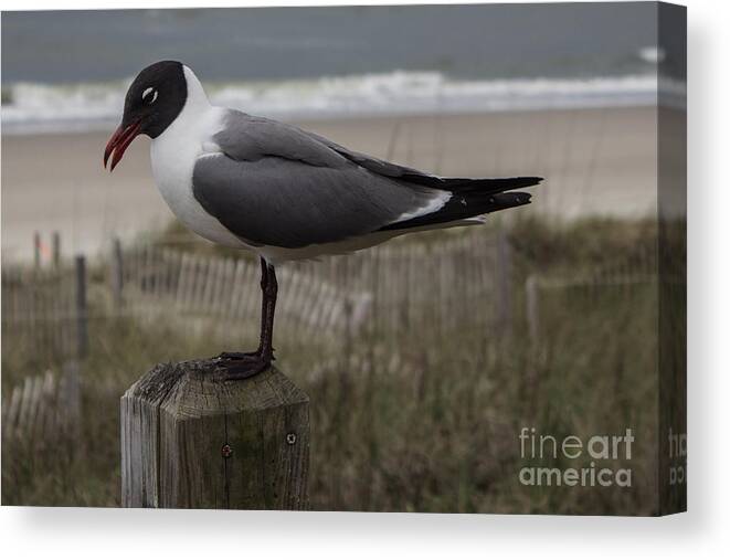 Seagull Canvas Print featuring the photograph Hello Friend Seagull by Roberta Byram