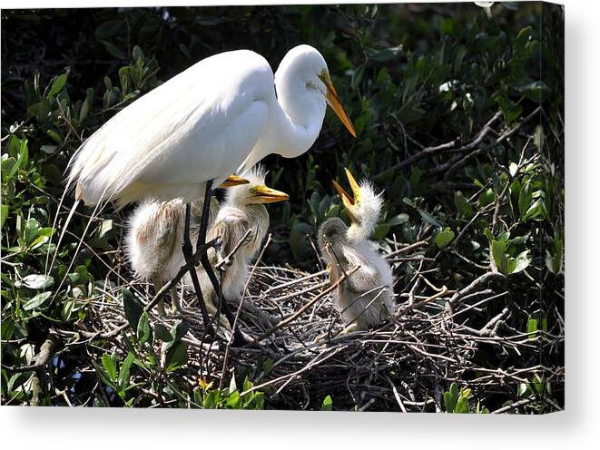 Egret Canvas Print featuring the photograph Hello Mother by Andrew Armstrong - Mad Lab Images