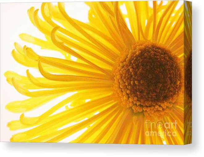 Daisy Canvas Print featuring the photograph Hello Sunshine by Julie Lueders 