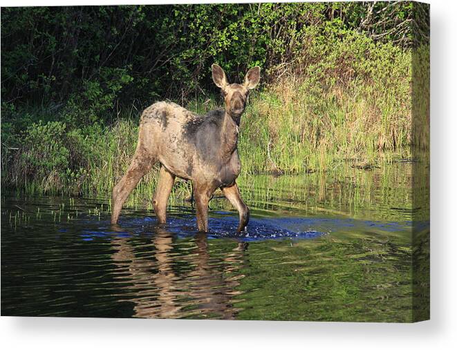 Moose On The Gunflint Trail Canvas Print featuring the photograph Hello there by Joi Electa