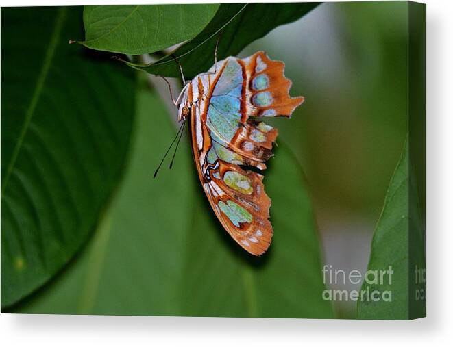 Butterfly Canvas Print featuring the photograph Hello Under There by Julie Adair