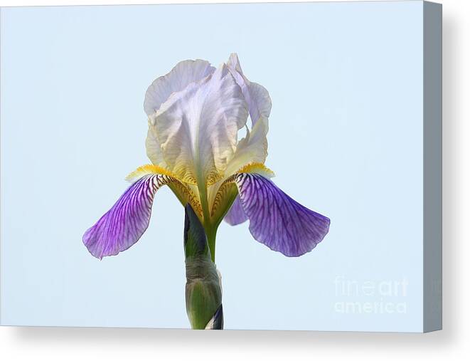 Bearded Iris Canvas Print featuring the photograph Her Majesty by Steve Augustin