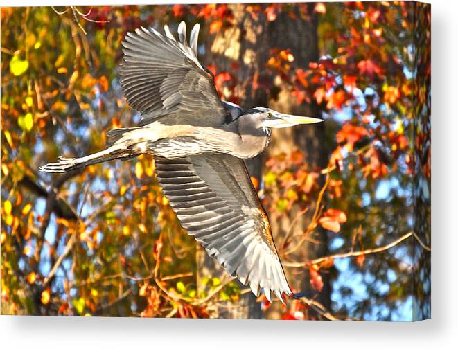 Great Blue Heron Canvas Print featuring the photograph Heron Against Fall Foliage by Don Mercer