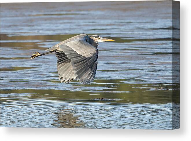 Loree Johnson Canvas Print featuring the photograph Heron Over the River by Loree Johnson