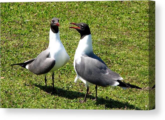 Gull Canvas Print featuring the photograph Hey Did You Hear The One About... by J M Farris Photography