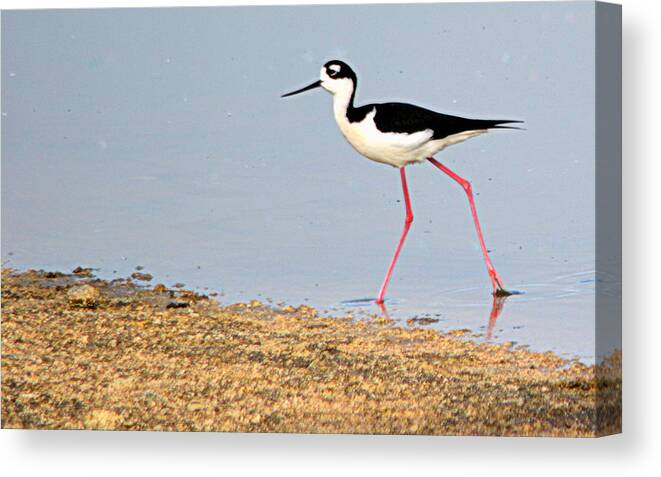 Birds Canvas Print featuring the photograph Hi-Stepper by AJ Schibig