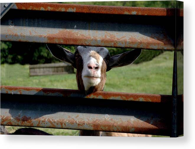 Animals Canvas Print featuring the photograph Hi There by Ross Powell