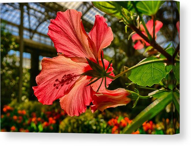 Longwood Canvas Print featuring the photograph Hibiscus by Amanda Jones