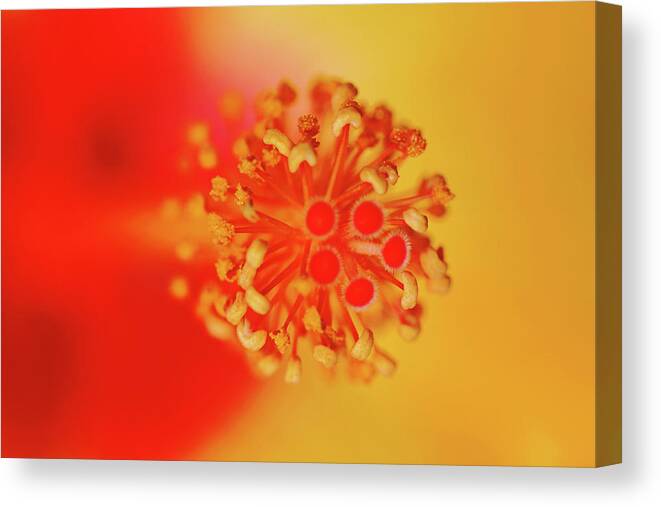 Hibiscus Canvas Print featuring the photograph Hibiscus Heart by Debbie Oppermann