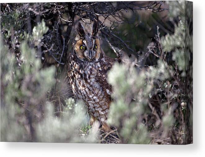 Owl Canvas Print featuring the photograph Hide and Seek by Eilish Palmer