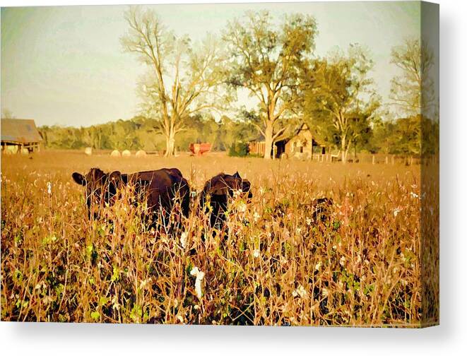 Landscapes Canvas Print featuring the photograph Hiding In The Cotton by Jan Amiss Photography