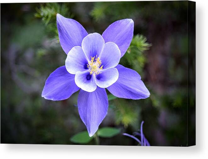 Columbine Canvas Print featuring the photograph High Country Columbine by Michael Brungardt