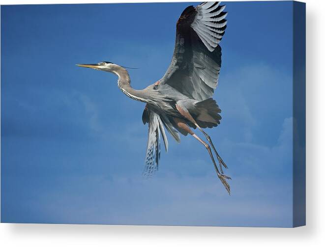 Great Blue Heron Canvas Print featuring the photograph Higher Places by Fraida Gutovich