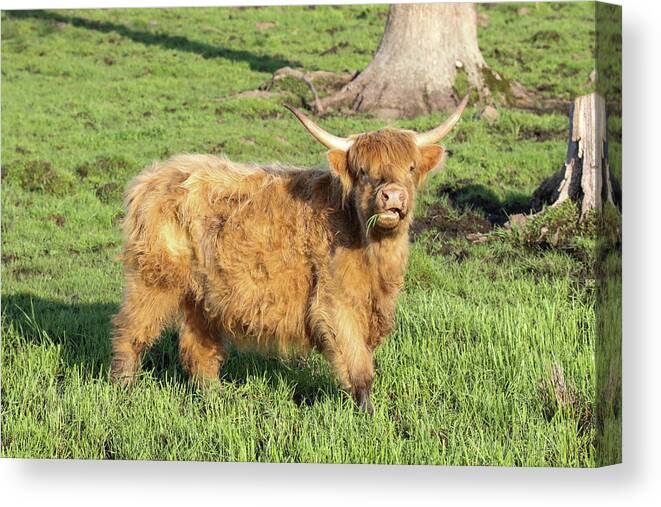Cattle Canvas Print featuring the photograph Highland Cattle Pose by Brook Burling