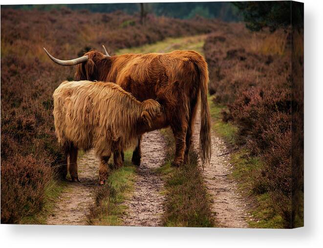 Animals Canvas Print featuring the photograph Highland Cows by Tim Abeln