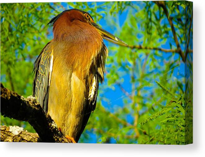 Bird Canvas Print featuring the photograph Hill Country Perch by David Norman
