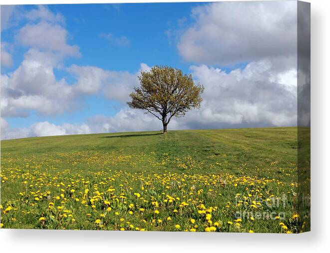 Uk Weather Fine Sunny Sunshine Epsom Downs Surrey Hill With Tree And Dandelions Hill With Tree And Dandelions Uk Sunshine Surrey English England Countryside Landscape Oak Tree Fluffy Clouds British Wild Yellow Flowers Weeds Canvas Print featuring the photograph Hill with Tree and Dandelions by Julia Gavin