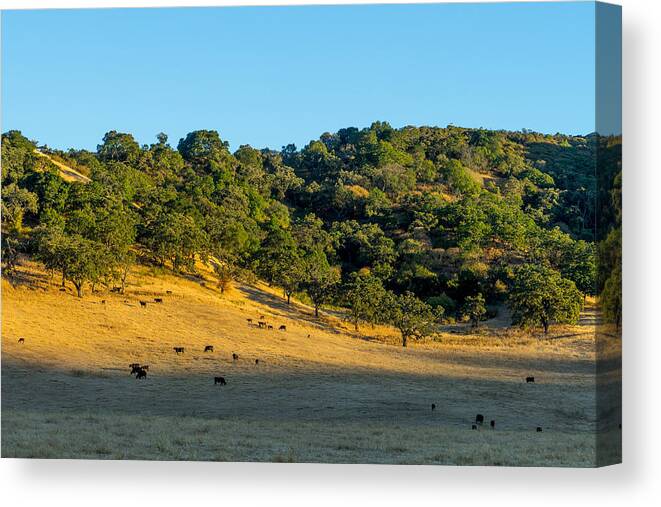 California Canvas Print featuring the photograph Hillside Pasture by Derek Dean