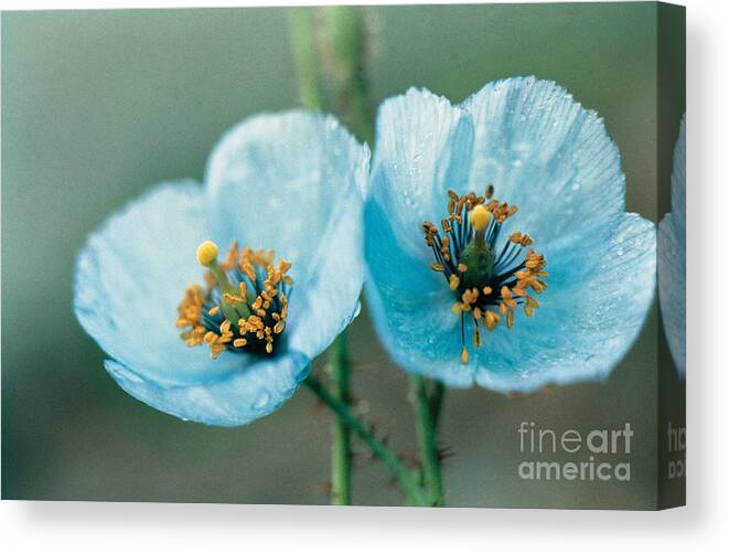 Himalayan Blue Poppy Canvas Print featuring the photograph Himalayan Blue Poppy by American School