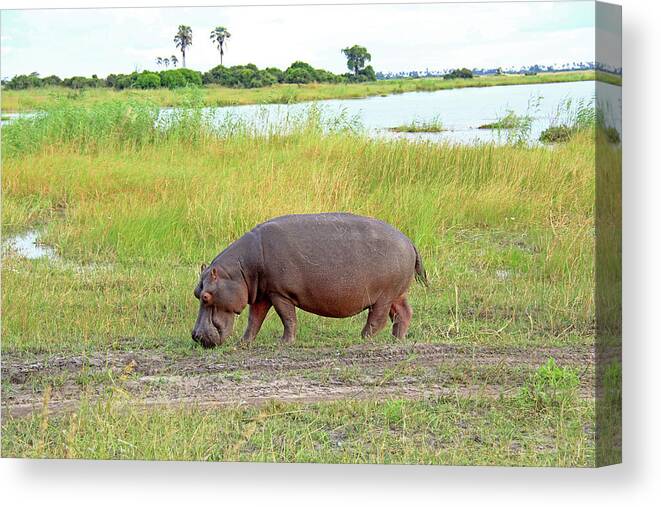Hippopotamus Canvas Print featuring the photograph Hippo by Richard Krebs