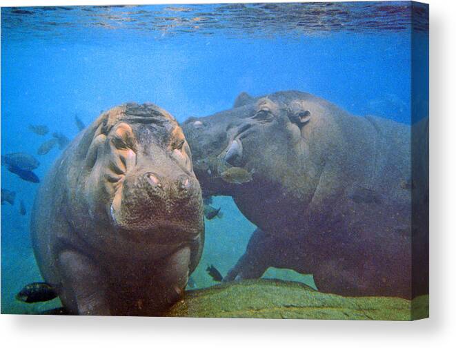 Animals Canvas Print featuring the photograph Hippos in Love by Steve Karol