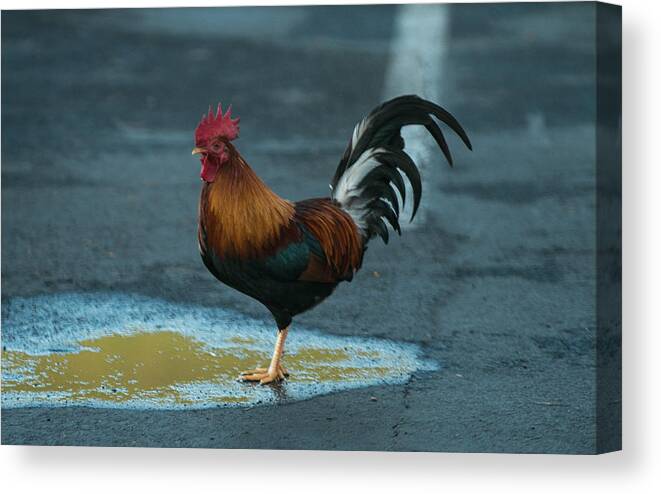 Red Rooster Canvas Print featuring the photograph His Highness by E Faithe Lester