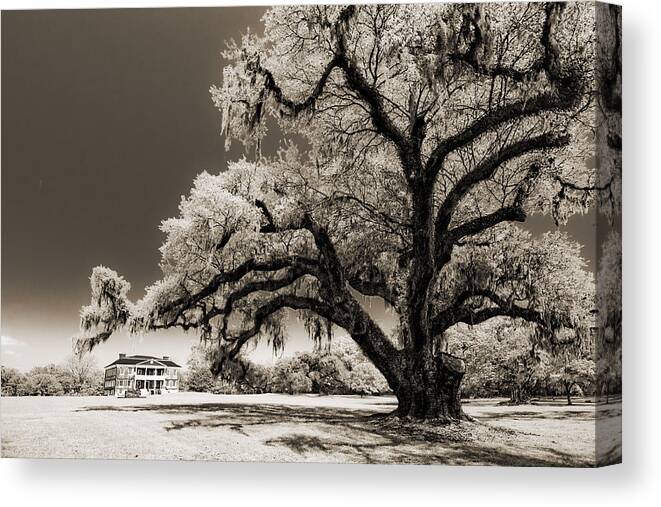 Historic Canvas Print featuring the photograph Historic Drayton Hall in Charleston South Carolina Live Oak Tree by Dustin K Ryan