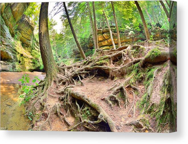 Hocking Hills Ohio Old Man's Gorge Trail Canvas Print featuring the photograph Hocking Hills Ohio Old Man's Gorge Trail by Lisa Wooten
