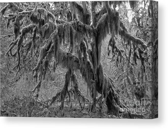 Hoh Rainforest Canvas Print featuring the photograph Hoh Rainforest Black And White by Adam Jewell