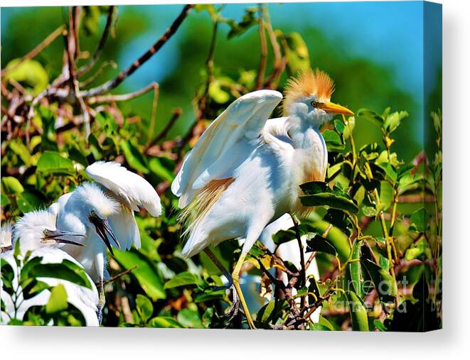 Cattle Egrets Canvas Print featuring the photograph Home is Where the Nest Is by Julie Adair