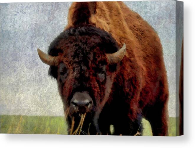 American Bison Canvas Print featuring the digital art Home on the range 2 by Ernest Echols
