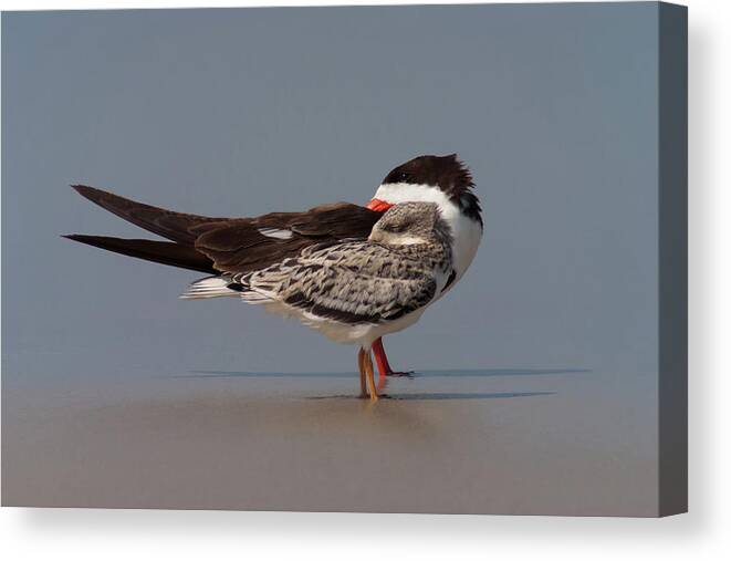 Black Skimmer Canvas Print featuring the photograph Homer and Bart by Paul Rebmann
