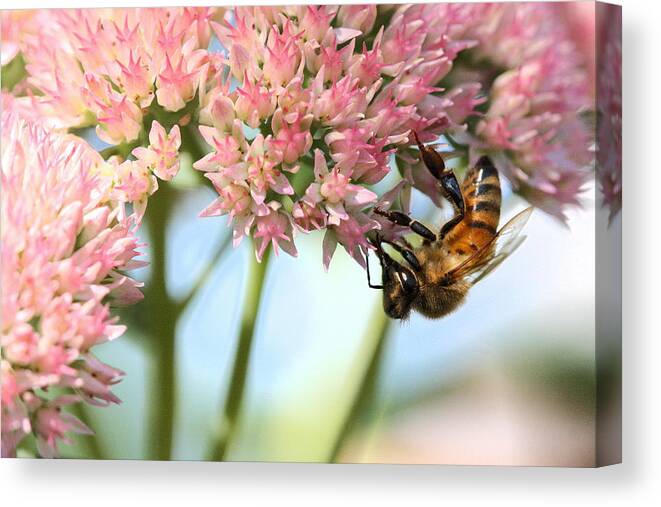 Bee Canvas Print featuring the photograph Honey Bee 2 by Angela Rath