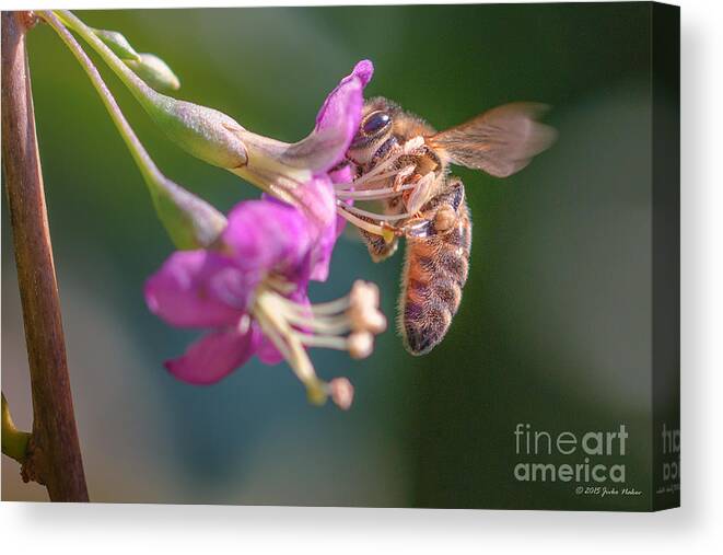 Animal Canvas Print featuring the photograph Honey bee on Goji berry flower by Jivko Nakev