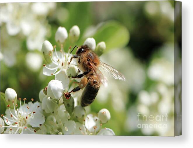 Honey Bee Feeds On The Nectar Honey Bee Onwhite Flowers Pollen Canvas Print featuring the photograph Honey bee on white flowers by Julia Gavin