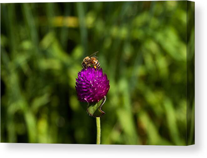 Honey Bee Canvas Print featuring the photograph Honey Bee by Steve Stuller