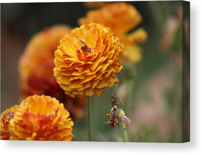 Honey Brown Ranunculus Canvas Print featuring the photograph Honey Brown and Pumpkin Ranunculus by Colleen Cornelius