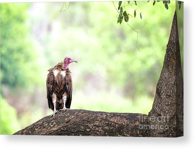 Vulture Canvas Print featuring the photograph Hooded vulture by Jane Rix