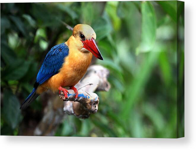  Canvas Print featuring the photograph Stork-billed Kingfisher by Darcy Dietrich